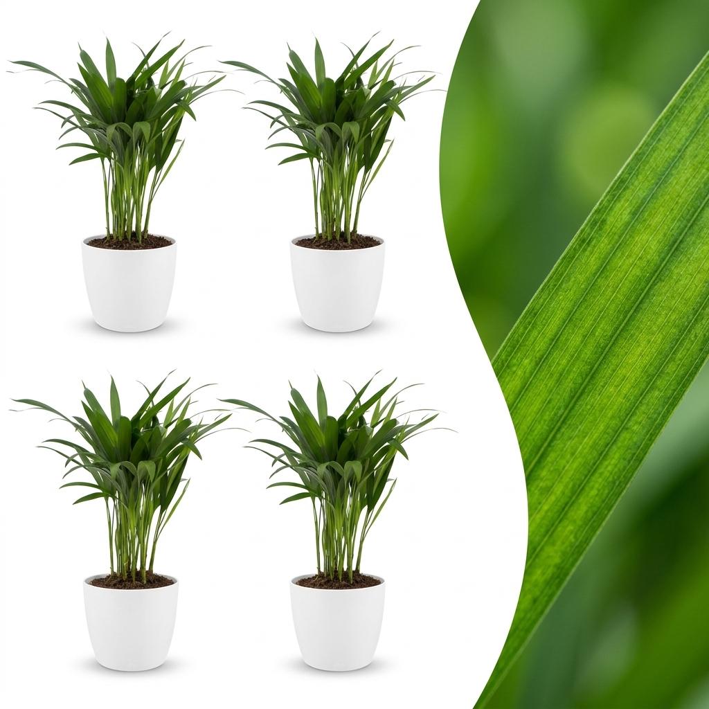 Areca Lutescens - Goudpalm - 4x - met Potter Wit - Pot 12cm - Hoogte - 45cm