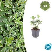 6x Pachysandra term. 'Variegata' - ↕10-25cm - Ø9cm