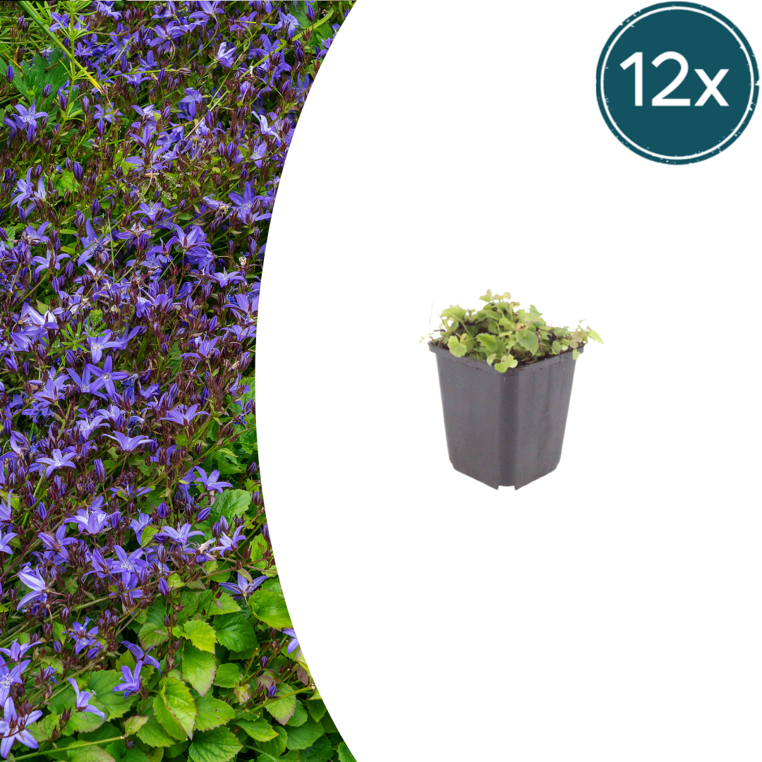 12x Campanula poscharskyana - ↕10-25cm - Ø9cm