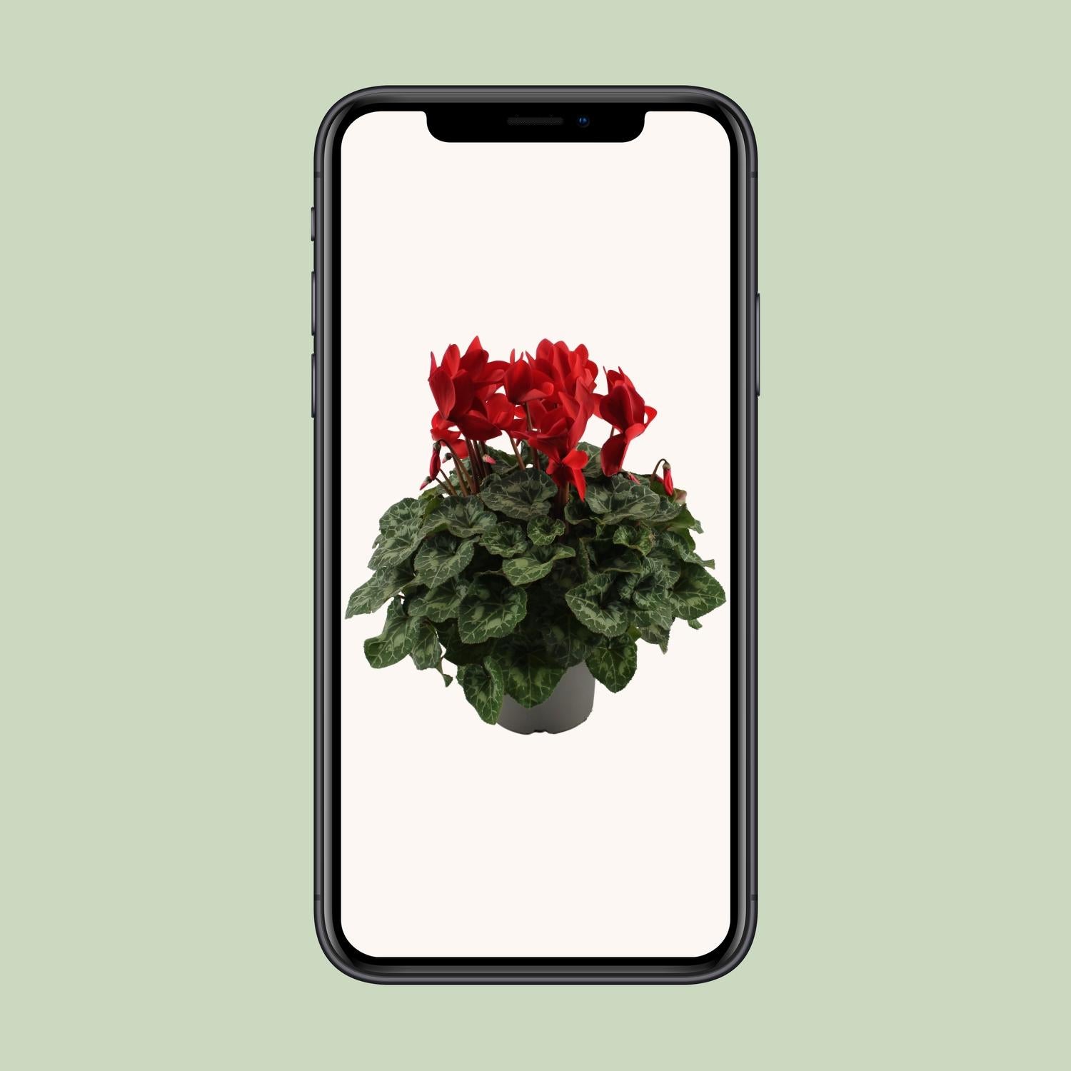 Cyclamen rouge - Ø17cm - ↕40cm