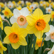 320x Narcissus mix - Bloembollen - Narcissen mix - Diversen - Voorjaarsbloeier - Bolmaat 10/12