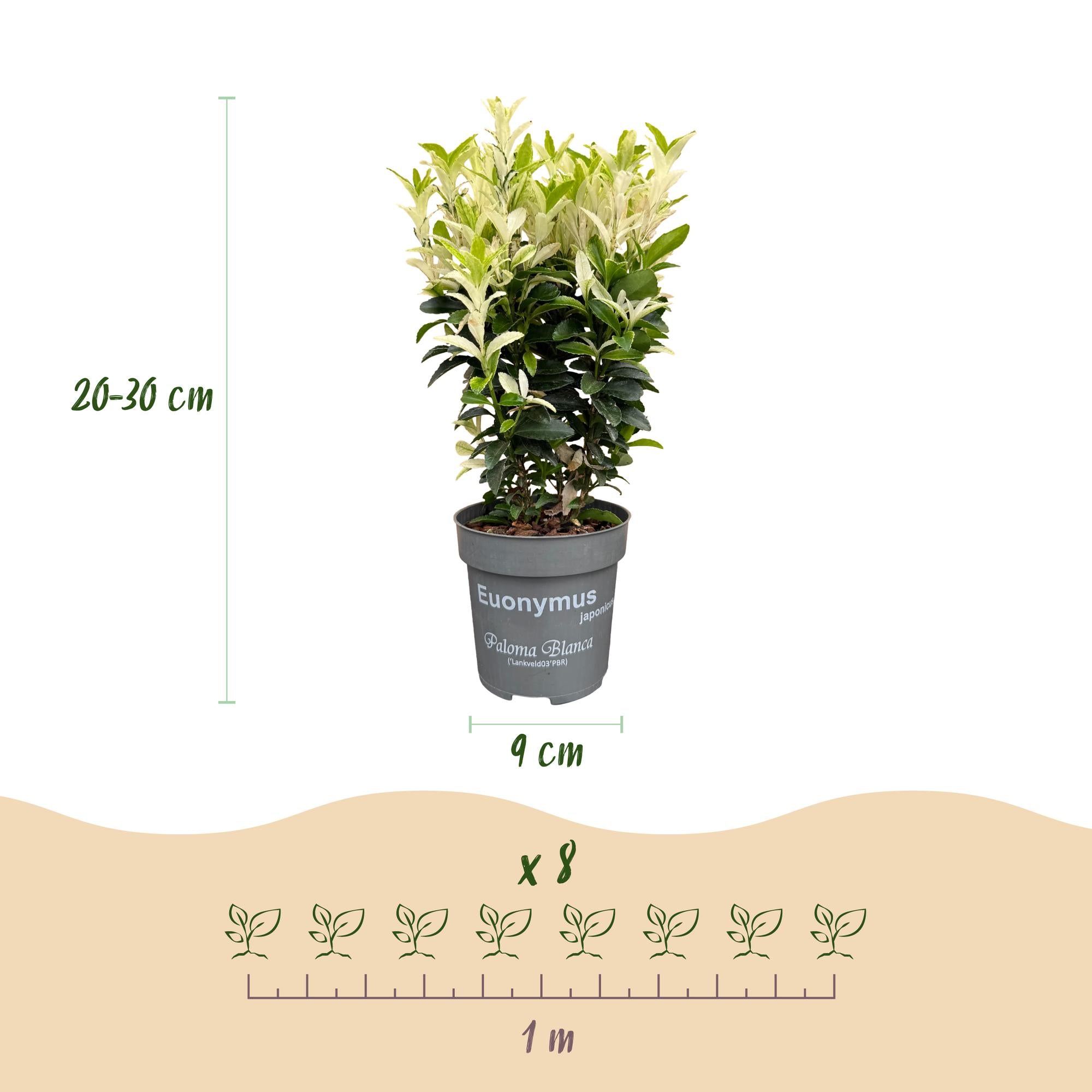 Euonymus japonica Paloma Blanca - Kardinaalsmuts 24x  - Haagplanten - Groenblijvend - Groen - Wit - Pot 9cm - Hoogte 20-30cm