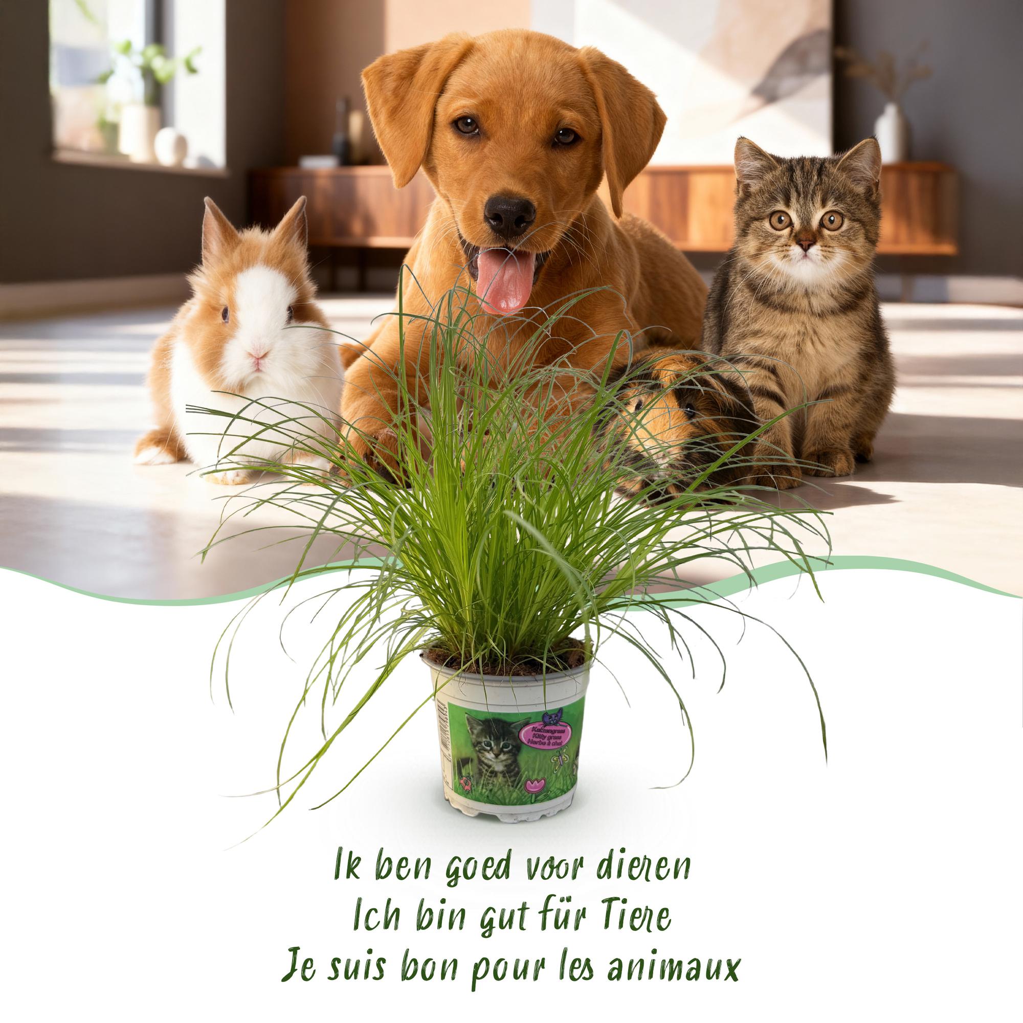Cyperus alternifolius Zumula - Kattengras - Huisdiervriendelijke Plant - Groen - 2 Planten - met Mand - Pot 12cm - Hoogte 20cm