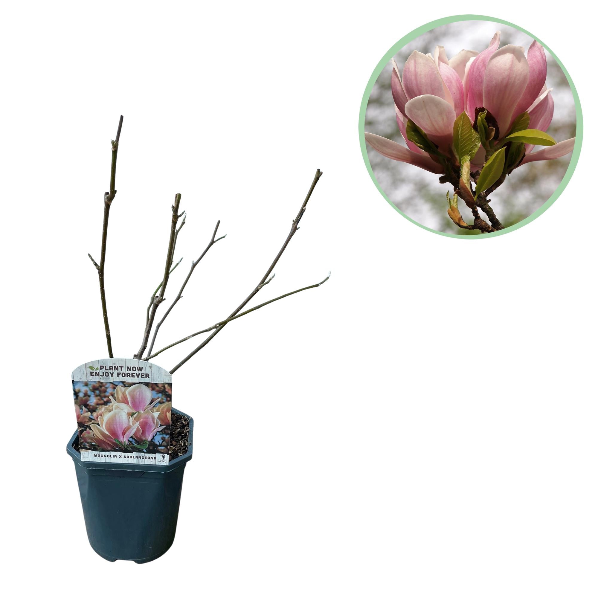 Green boutiQ – Sträucher – Magnolia soulangiana – Blüten hellrosa – 1 Pflanze – Laubabwerfend – Pflegeleicht – Topf 17 cm, Höhe 45 cm