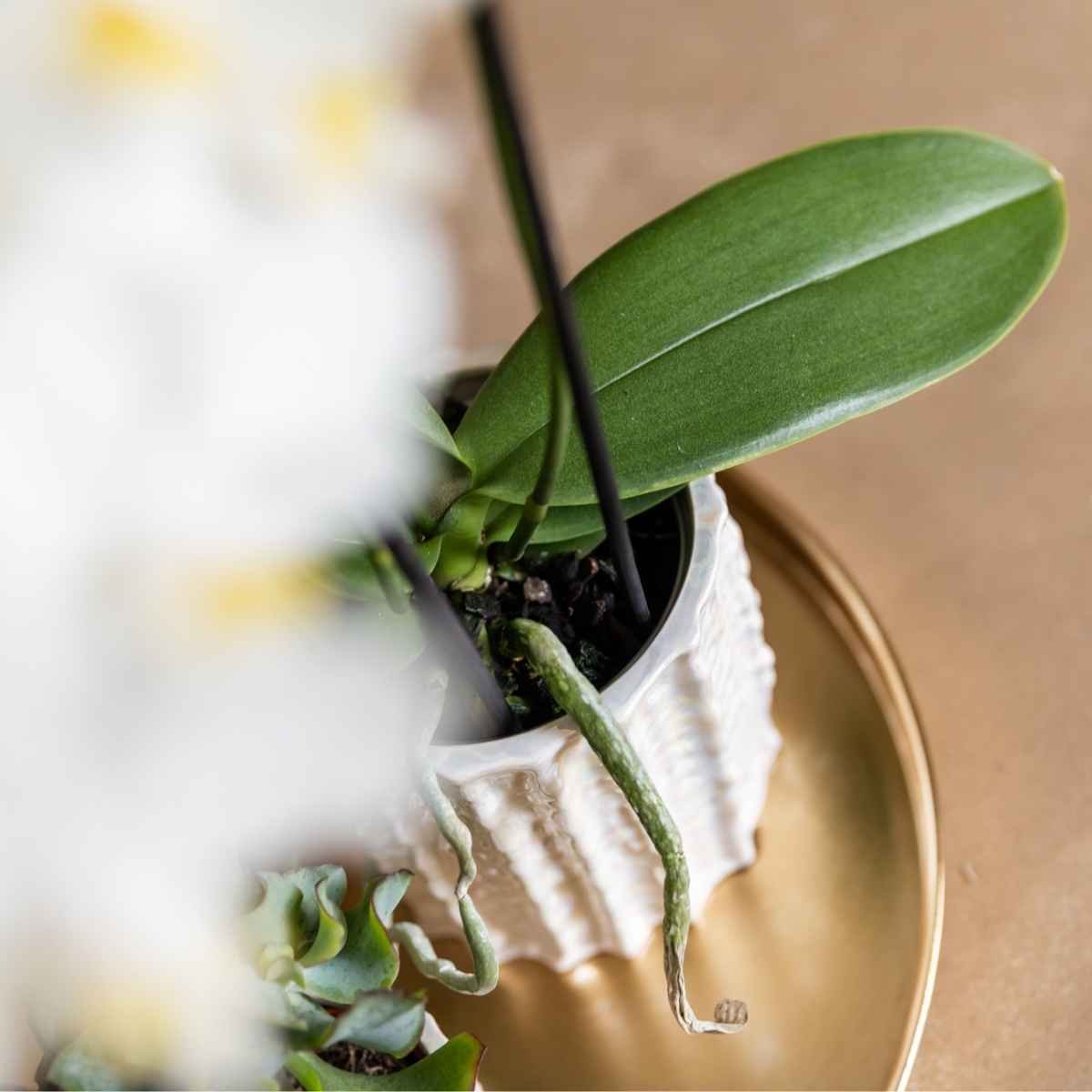 Kolibri Home | Oyster sierpot - Ø9cm