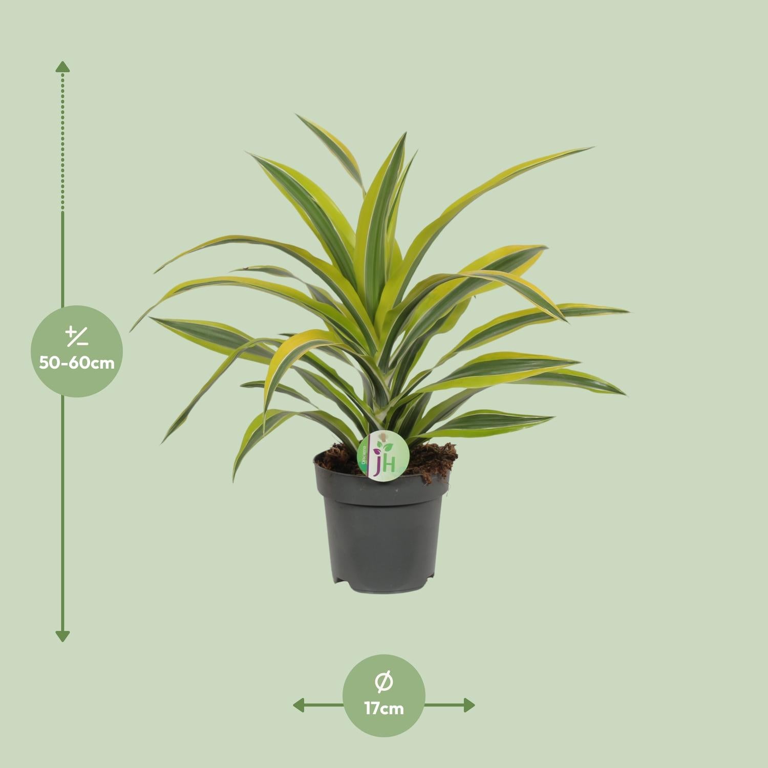 Dracaena Fragrans Citron Lime - Ø17cm - ↕40cm