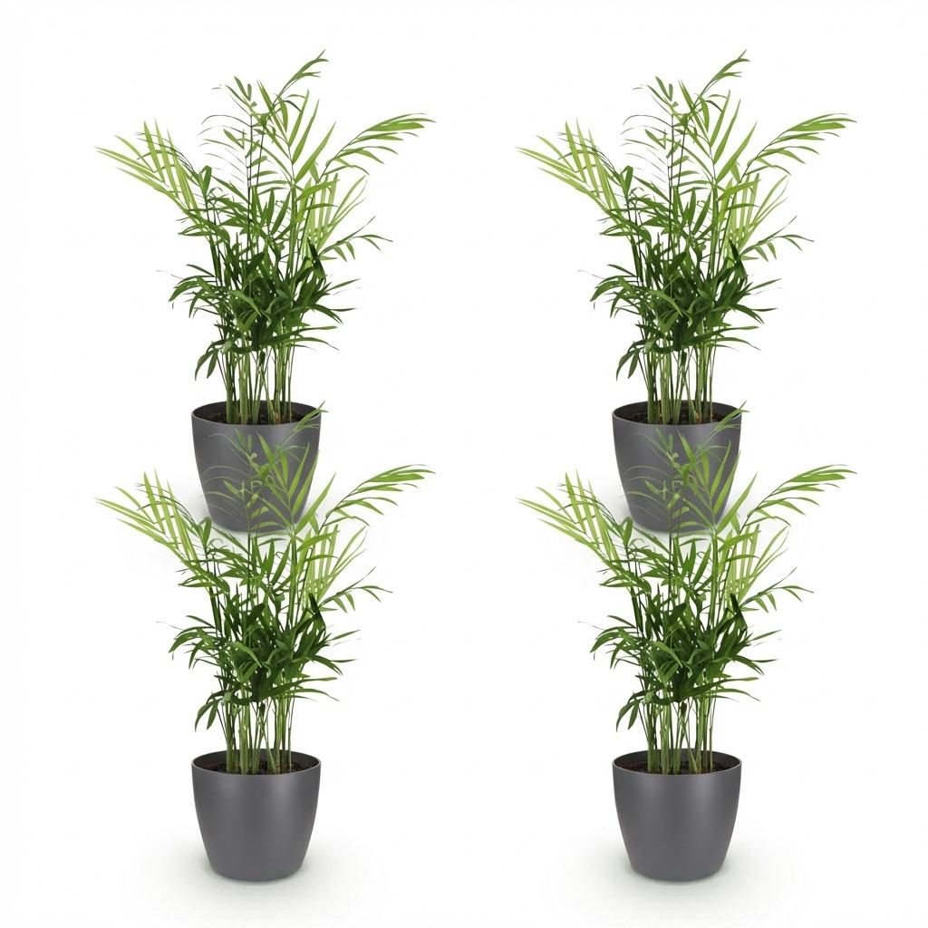 Chamaedorea elegans - Goudpalm - 4 Planten - met Potter Grijs - Pot 12cm - Hoogte 15cm