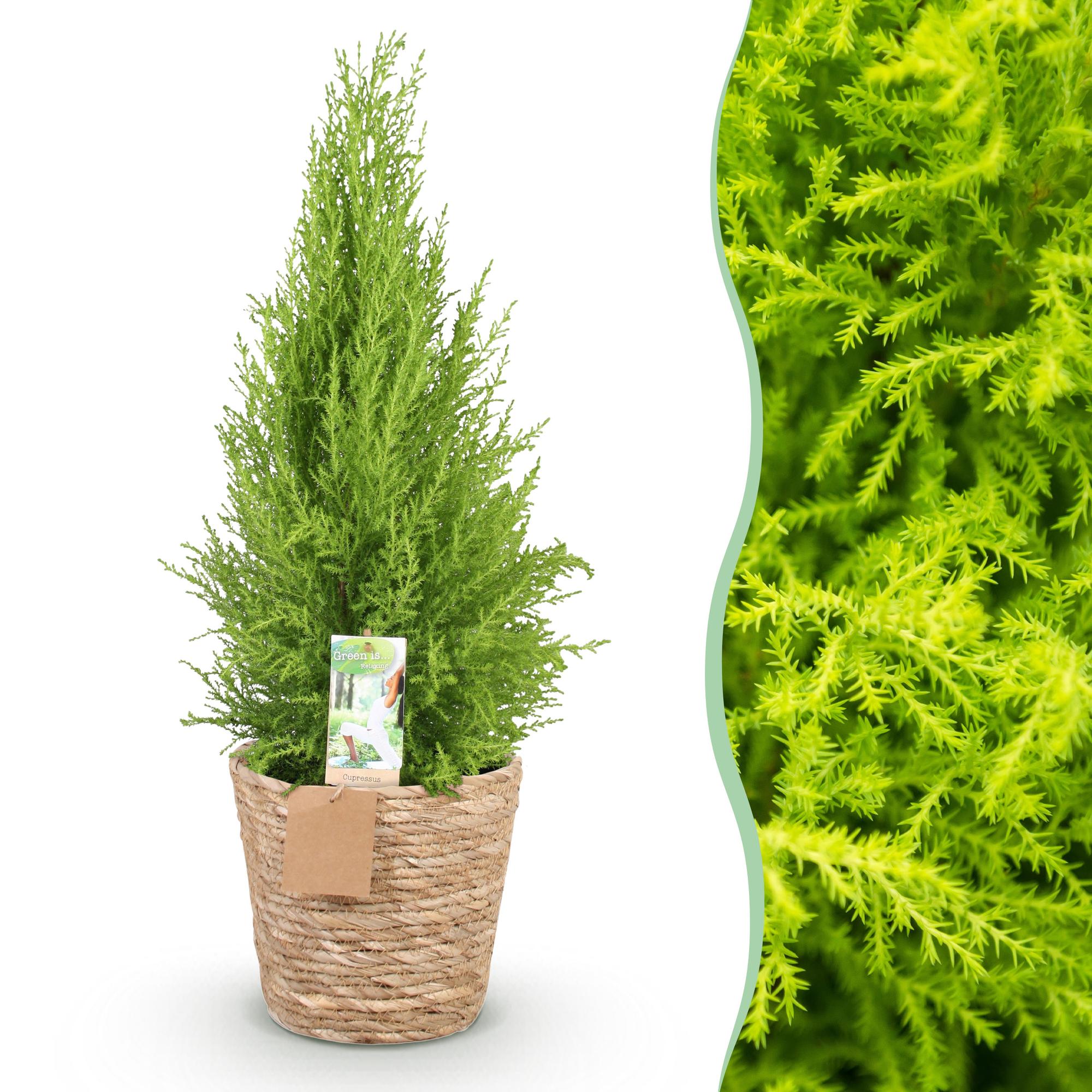 Cupressus Gold Crest Wilma - Kamer conifeer - Weinig onderhoud - met mand - Groen - 1 Plant - Pot 21cm - Hoogte 85-95cm