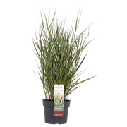 Panicum virgatum Cheyenne Sky - Ø23cm - ↕60cm - Ø19 - ↨50cm