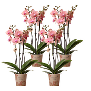 Kolibri Orchids | OFFERTA COMBINATA di 4 orchidee Phalaenopsis - Pirate Picotee - vaso Ø12cm | pianta da appartamento fiorita - fresca dal coltivatore