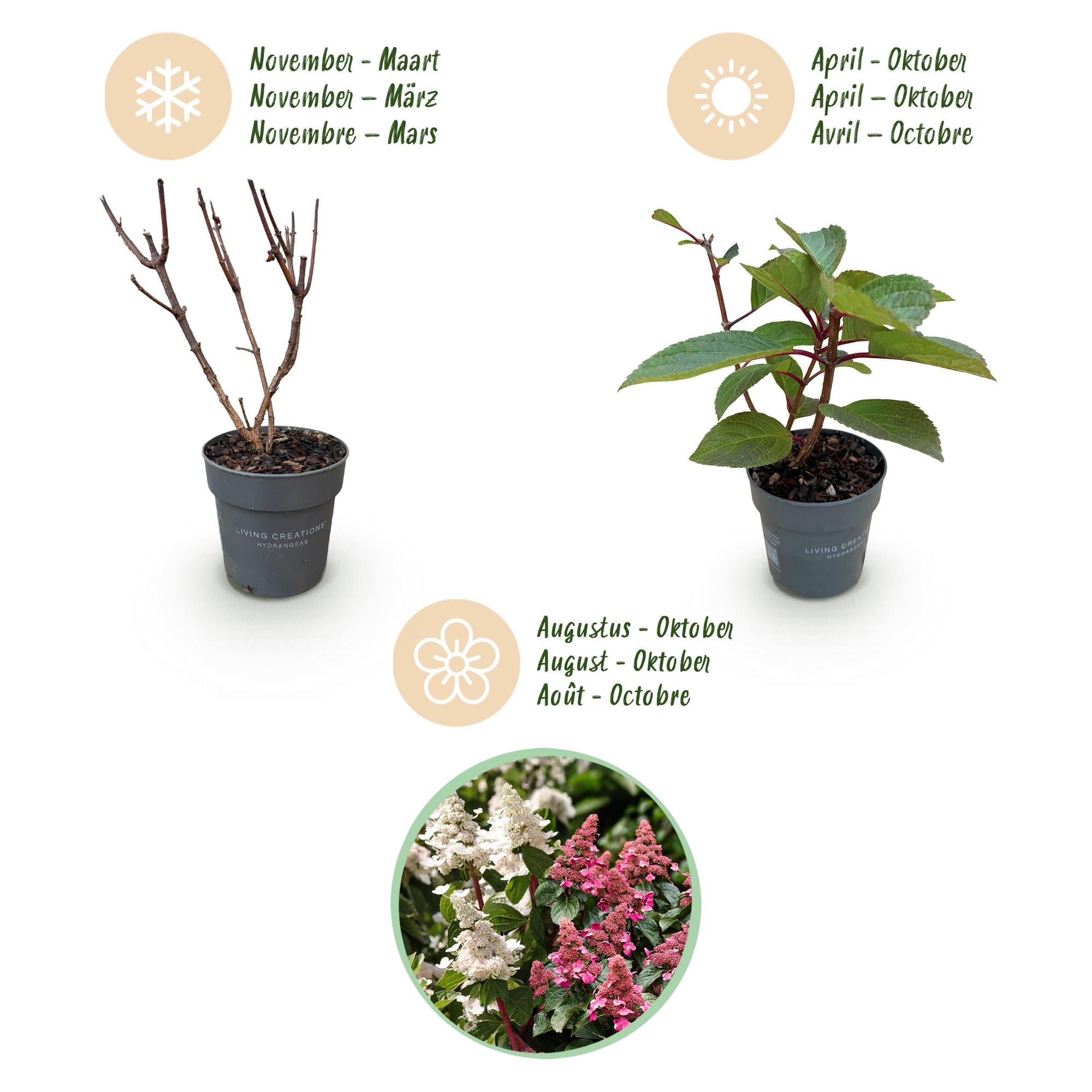 Hydrangea panniculata Living Infinity - Pluimhortensia - Winterhard - Wit - 3 Planten - Pot 12cm - Hoogte Hoogte 20-30cm