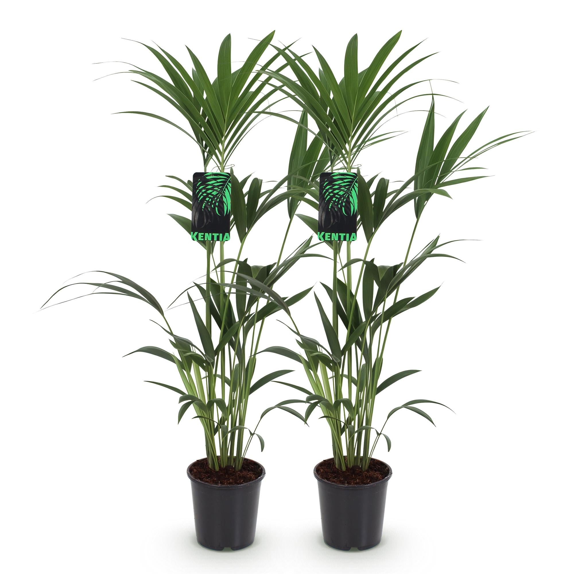 Howea Forsteriana - Kentia Palm - Weinig Onderhoud - Groen - 2 planten - Pot 21cm - Hoogte 120-130cm