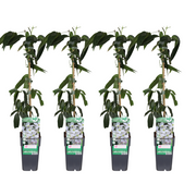 Clematis armandii - 4 pièces - Ø15cm - ↕65cm