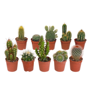 Cactus mix 5.5 cm - 10x - without pot