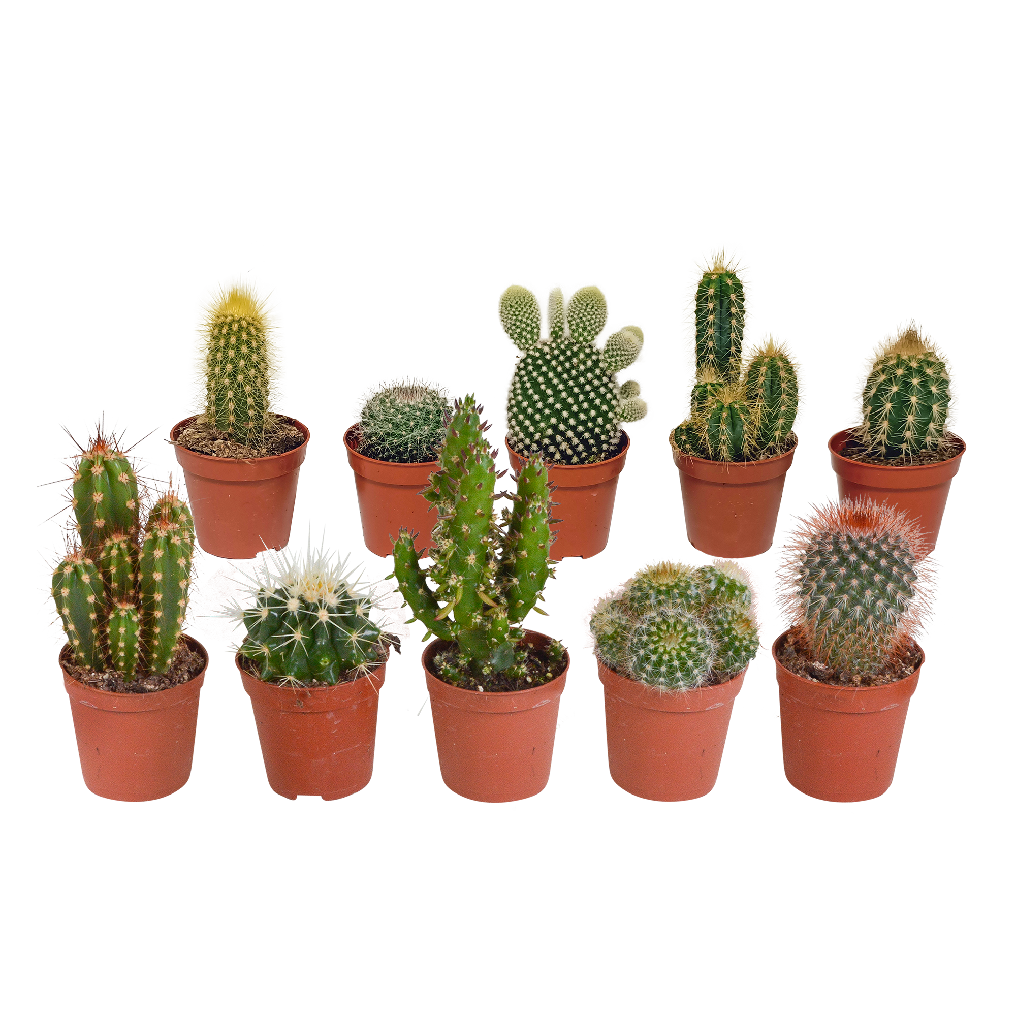 Cactus mix 5.5 cm - 10x - without pot