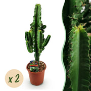 Euphorbia eritrea - Afrikaanse melkboom - Weinig onderhoud - Groen - 2 - Pot 17cm - Hoogte 60cm