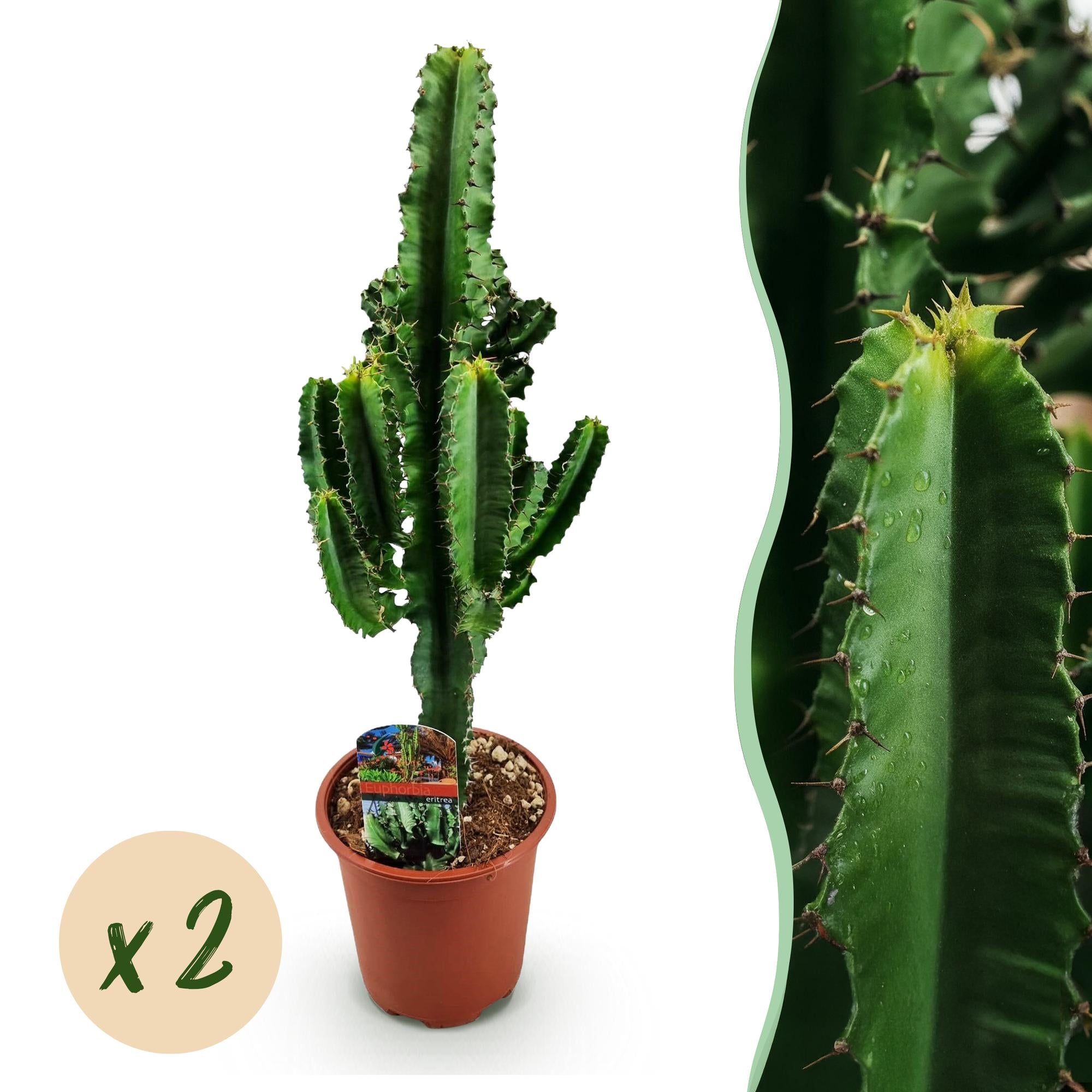 Euphorbia eritrea - Afrikaanse melkboom - Weinig onderhoud - Groen - 2 - Pot 17cm - Hoogte 60cm