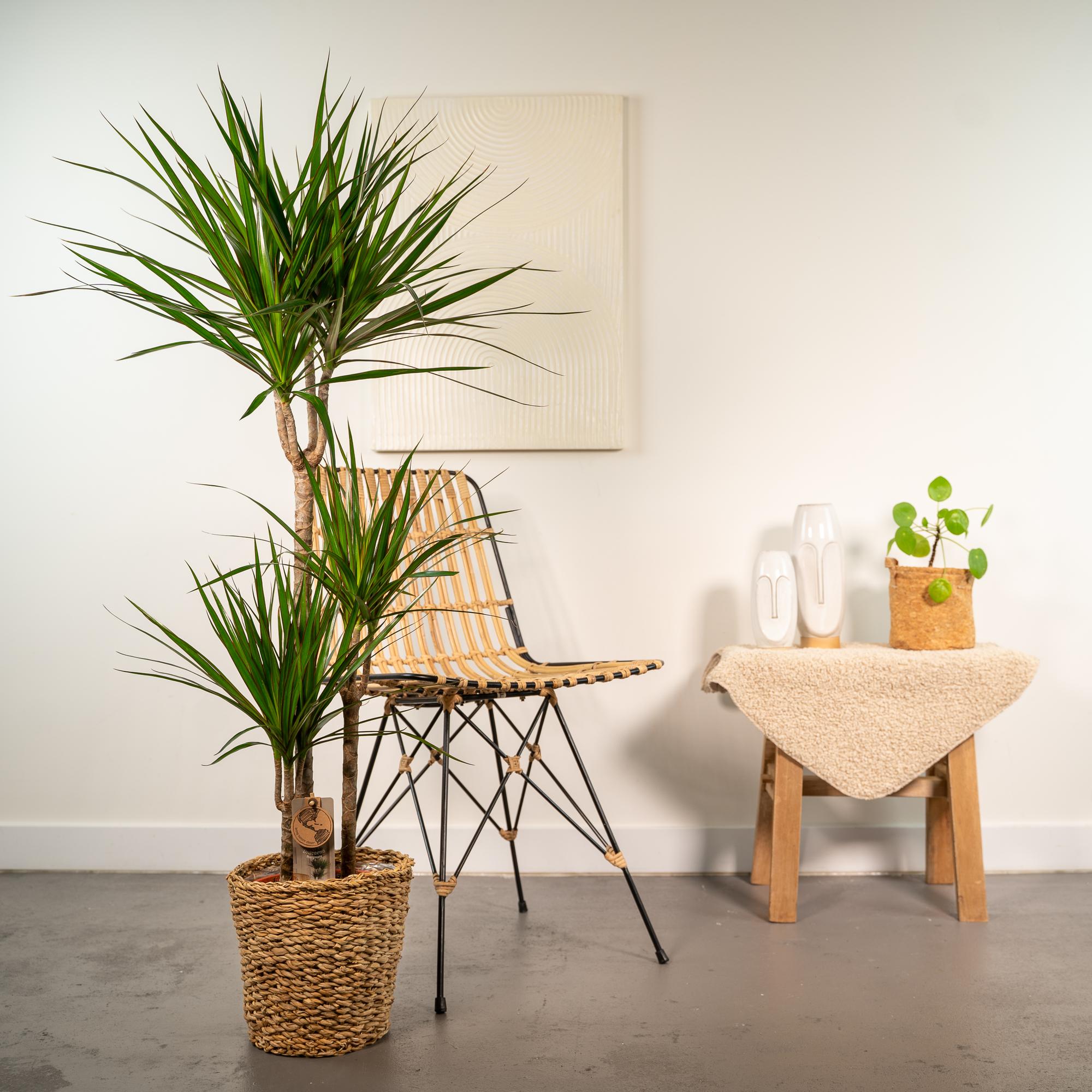 Dracaena mit Korb - ↨120 cm - Ø21 cm