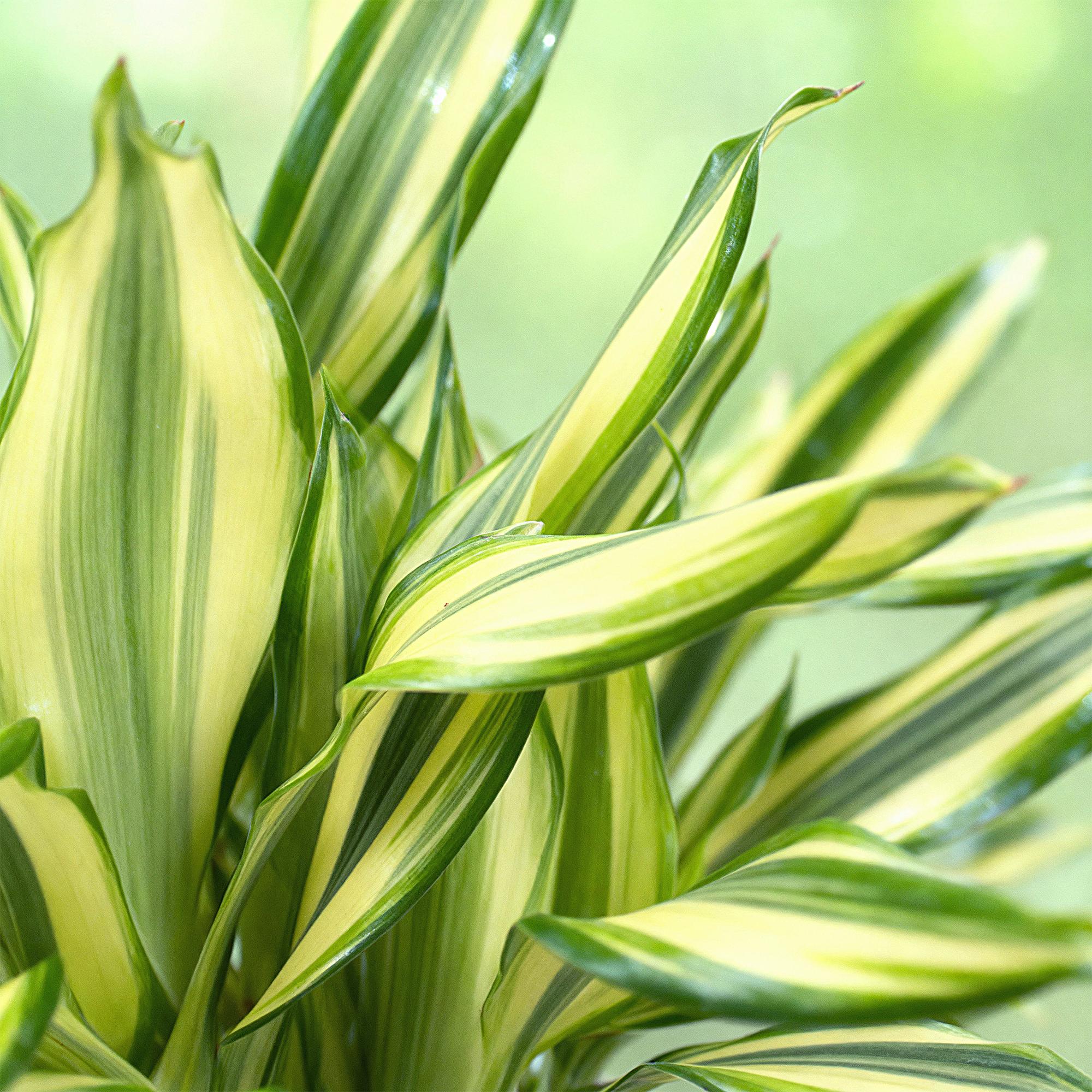 Dracaena fragrans Diamond Dream - Drakenbloedboom - Weinig onderhoud - met mand - Groen - 2 Planten - Pot 17cm - Hoogte 50-55cm