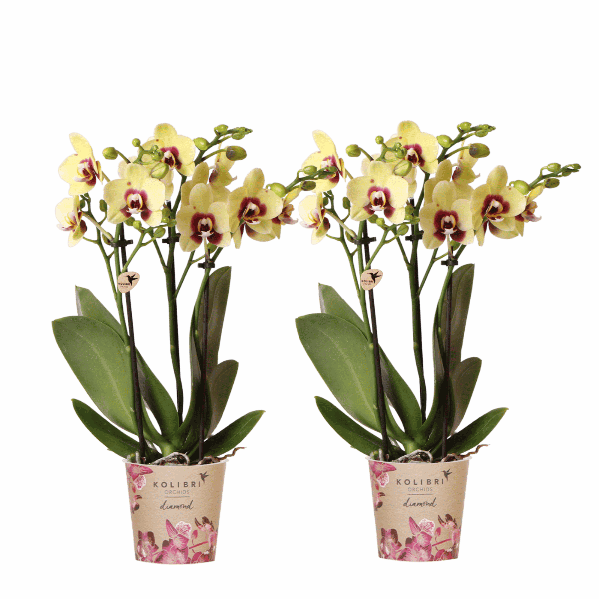 Kolibri Orchids | Combi Deal - 2 Geel-Rode Phalaenopsis Orchideeën Diamond Uruguay - Ø9 cm