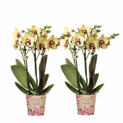 Kolibri Orchids | Combi Deal - 2 Geel-Rode Phalaenopsis Orchideeën Diamond Uruguay - Ø9 cm