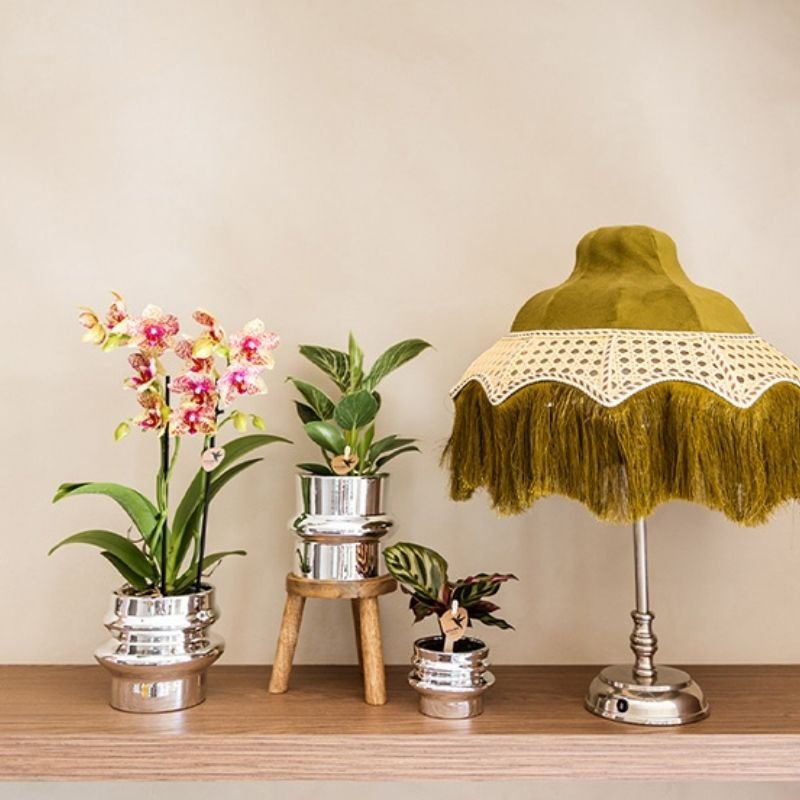 Kolibri Greens | Philodendron White Measure - Ø9cm