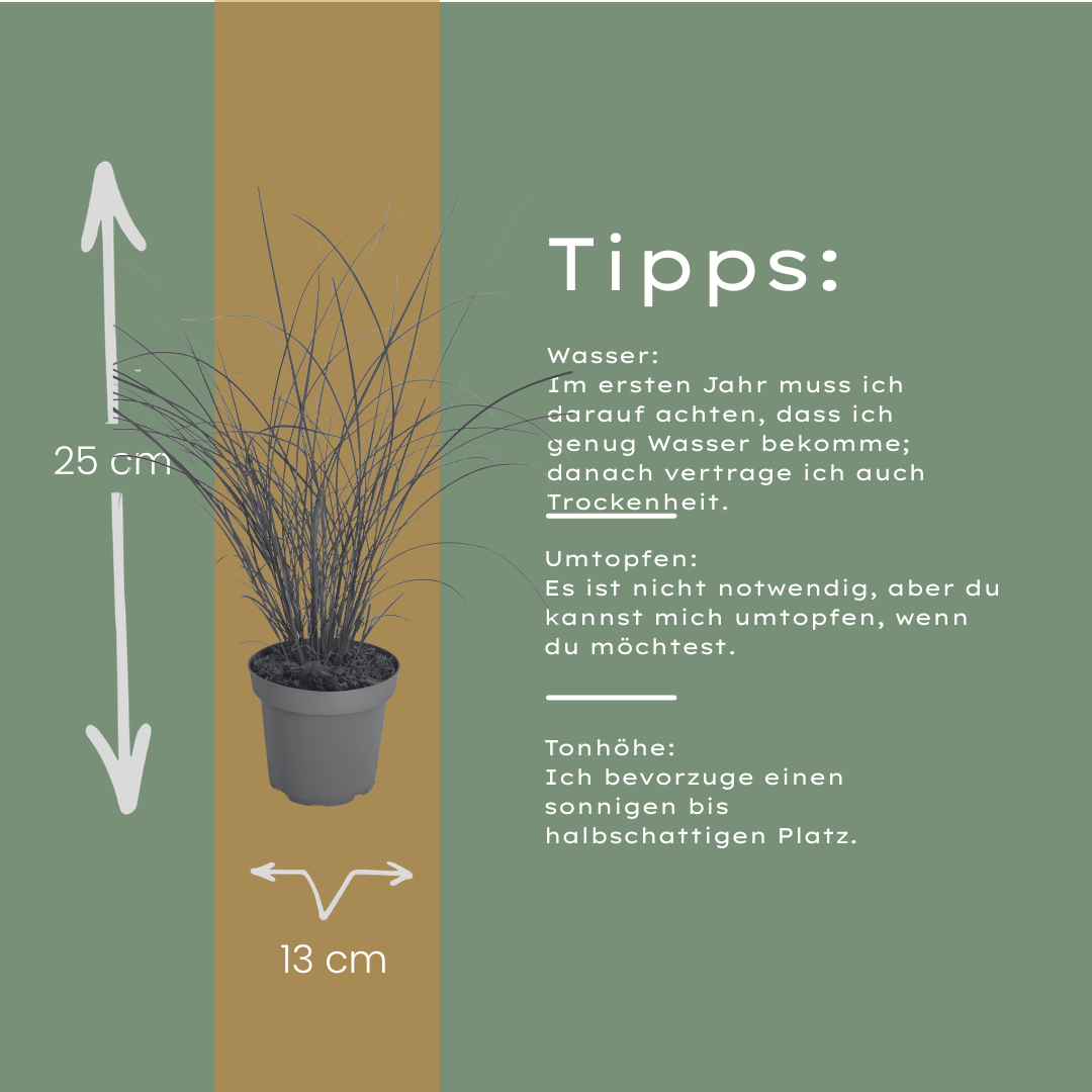 3x Miscanthus sinensis ‘Gracillimus’ – Elegant prachtriet met sierlijk overhangend blad | Potmaat 12 cm