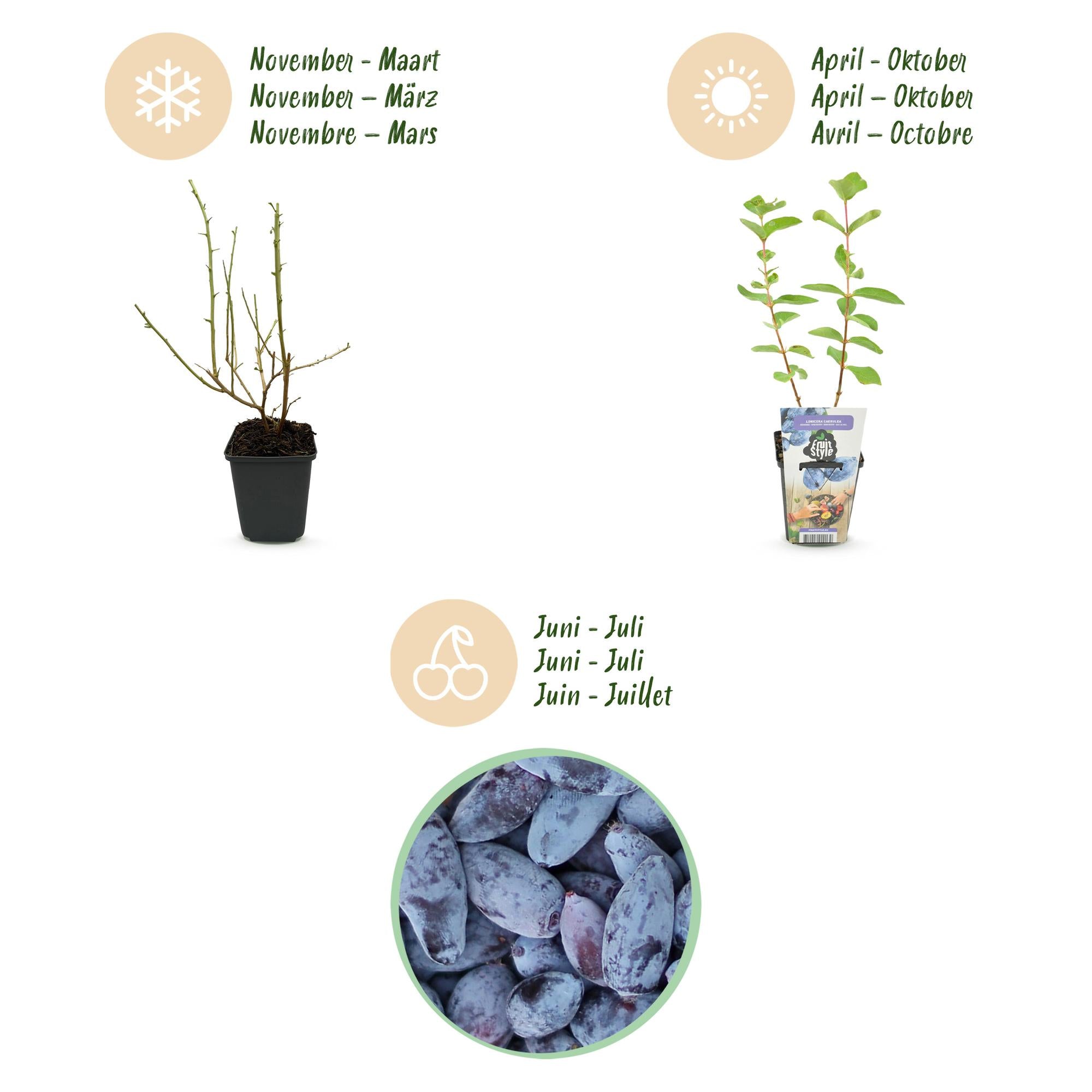 Honingbes - Lonicera caerulea Kamtschatica - Winterhard - 3 Planten - Pot  9 cm - Blauw  Bes