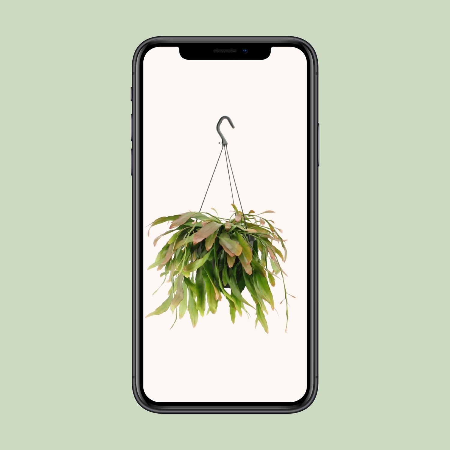 Corail rouge Rhipsalis - Ø17cm - ↕25cm