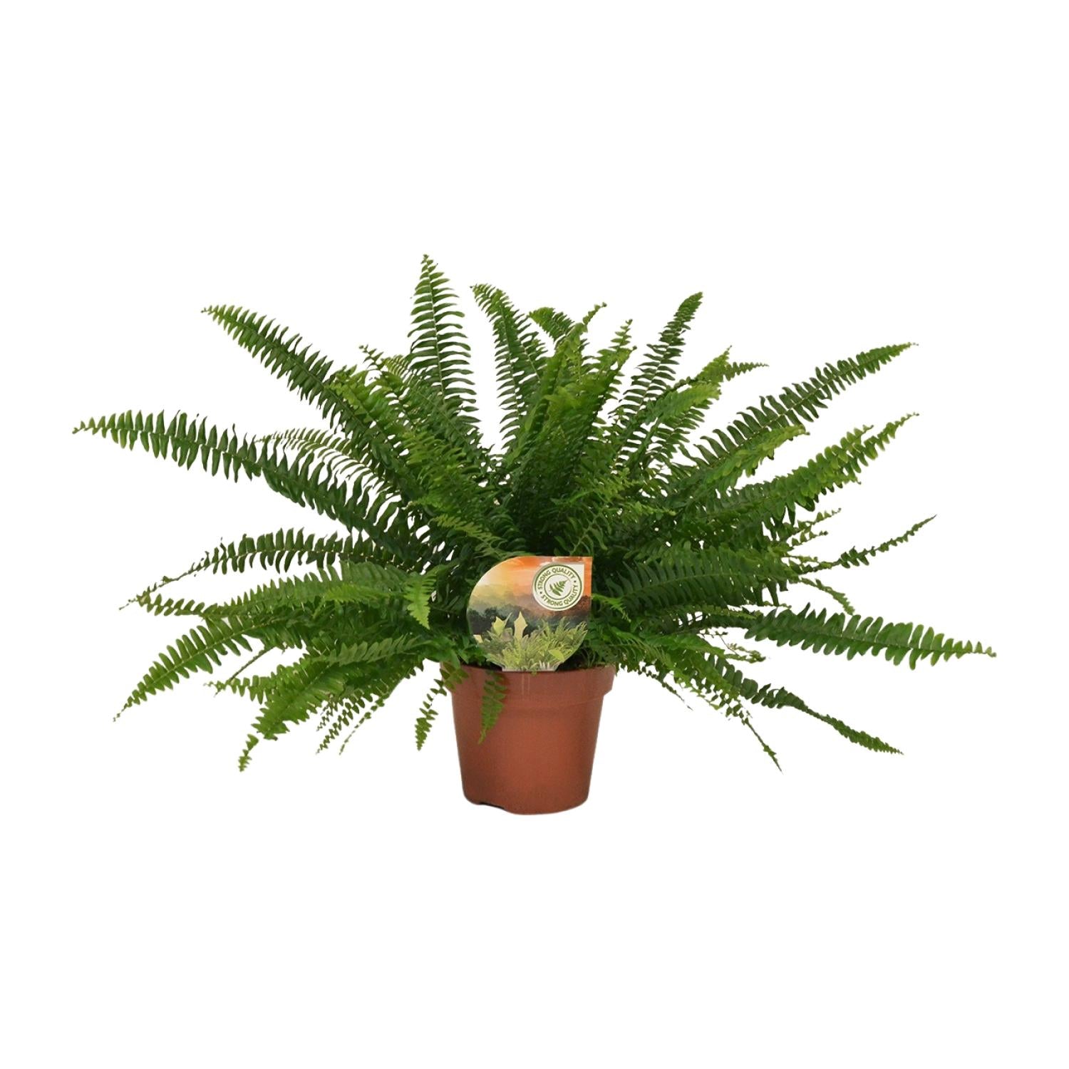 Nephrolepis Dame Verte - Ø17cm - ↕40cm