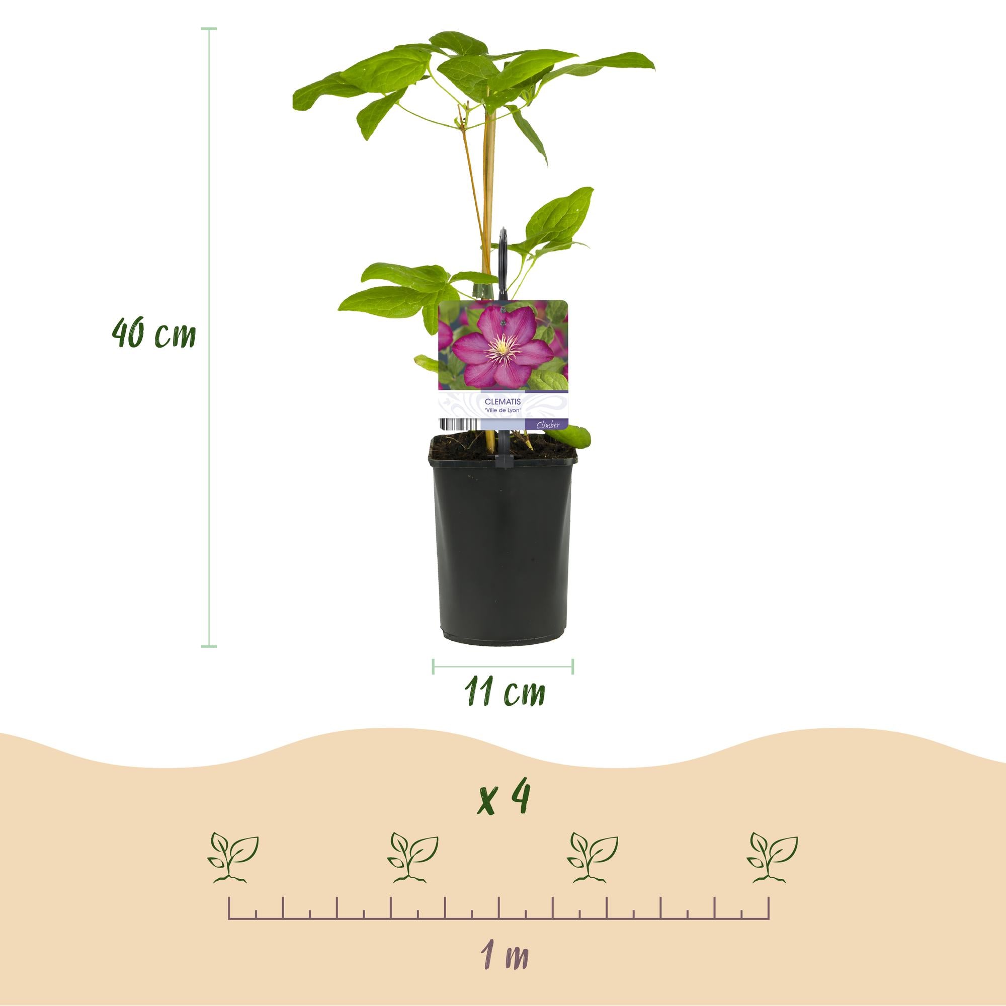 Green boutiQ – Kletterpflanze – Clematis Ville de Lyon – Rosa Blüte – Pflegeleicht – 2 Pflanzen – Topf 11 cm, Höhe 40 cm