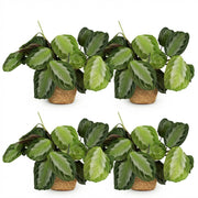 Maranta Fascinator Silverband - Gebedsplant - Huisdiervriendelijke Plant - Groen - 4 Planten - met Mand - Pot 12cm - Hoogte 25cm