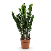 Zamioculcas - ZZ-plant - Pot 21cm - Hoogte 80-90cm