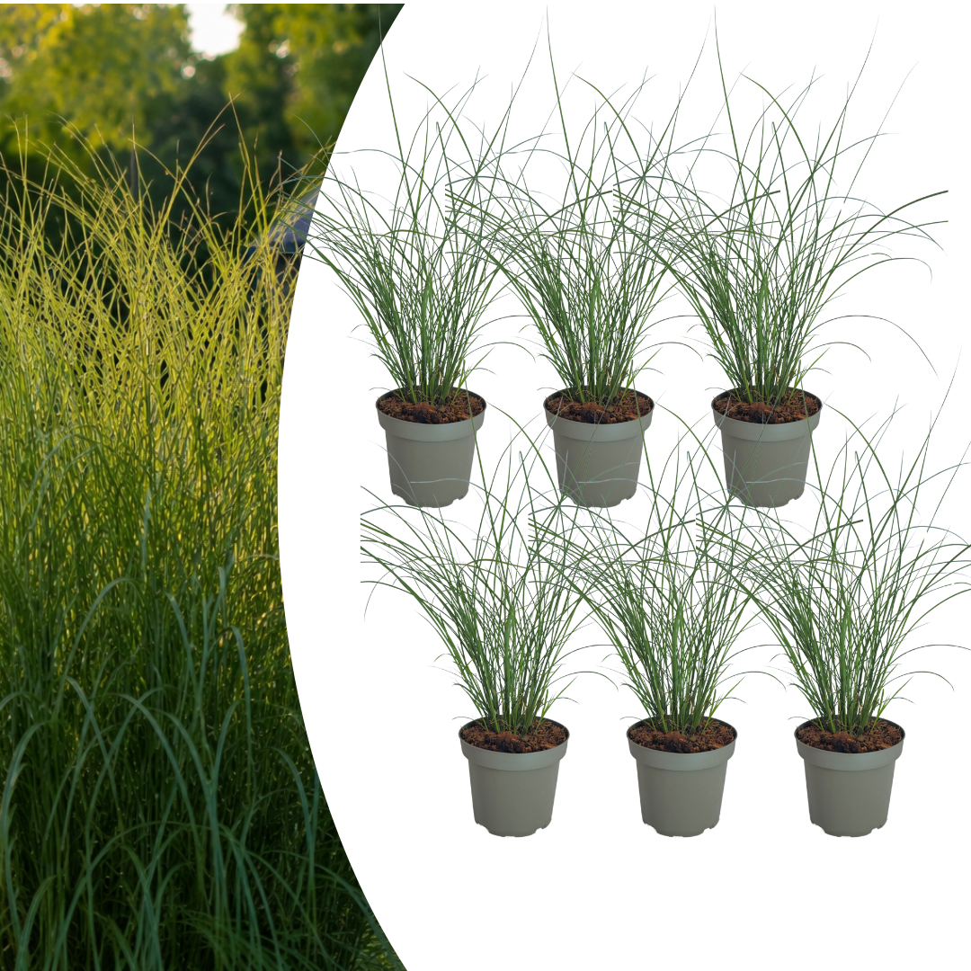 6x Miscanthus sinensis ‘Gracillimus’ – Elegant prachtriet met sierlijk overhangend blad | Potmaat 12 cm