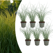 6x Miscanthus sinensis ‘Gracillimus’ – Elegant prachtriet met sierlijk overhangend blad | Potmaat 12 cm