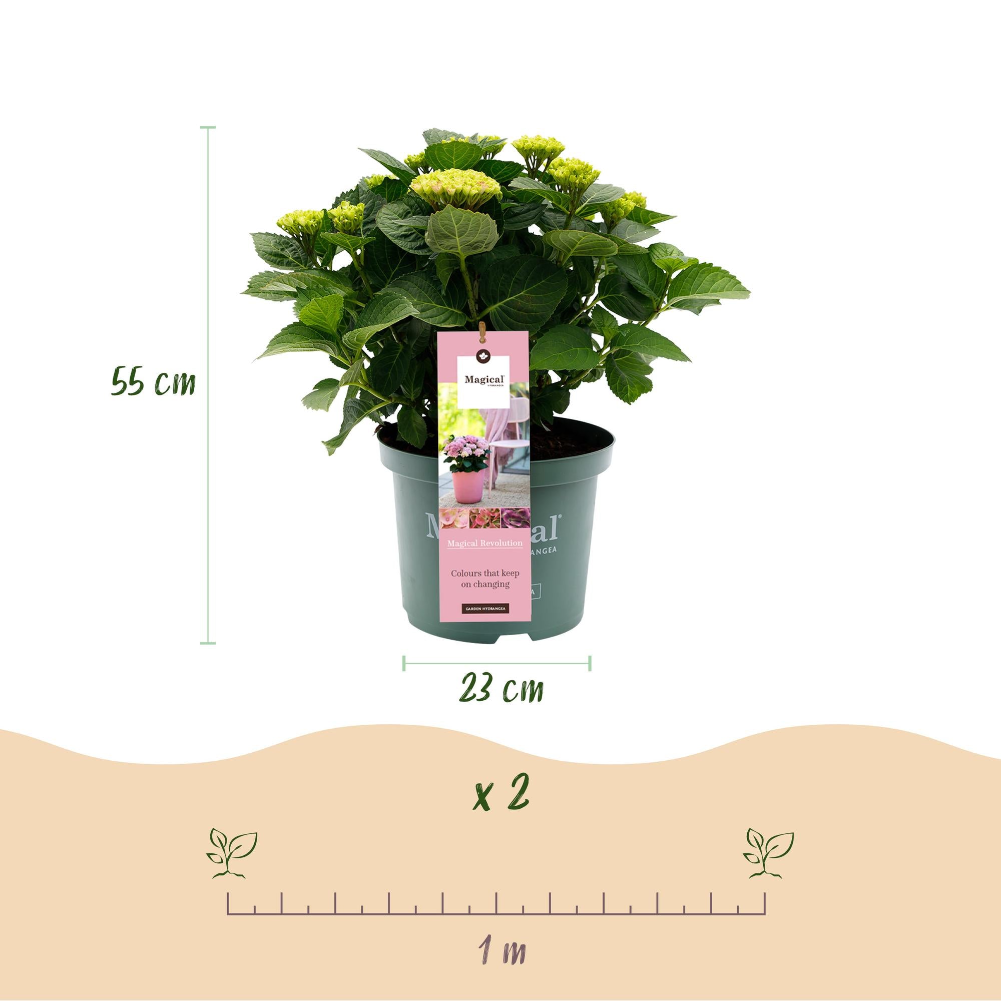 Green boutiQ - Pianta da terrazzo - Ortensia - Ortensia Magical Revolution Pink - Rosa - 6-10 fiori - 2 piante - Vaso 23 cm Altezza 55 cm