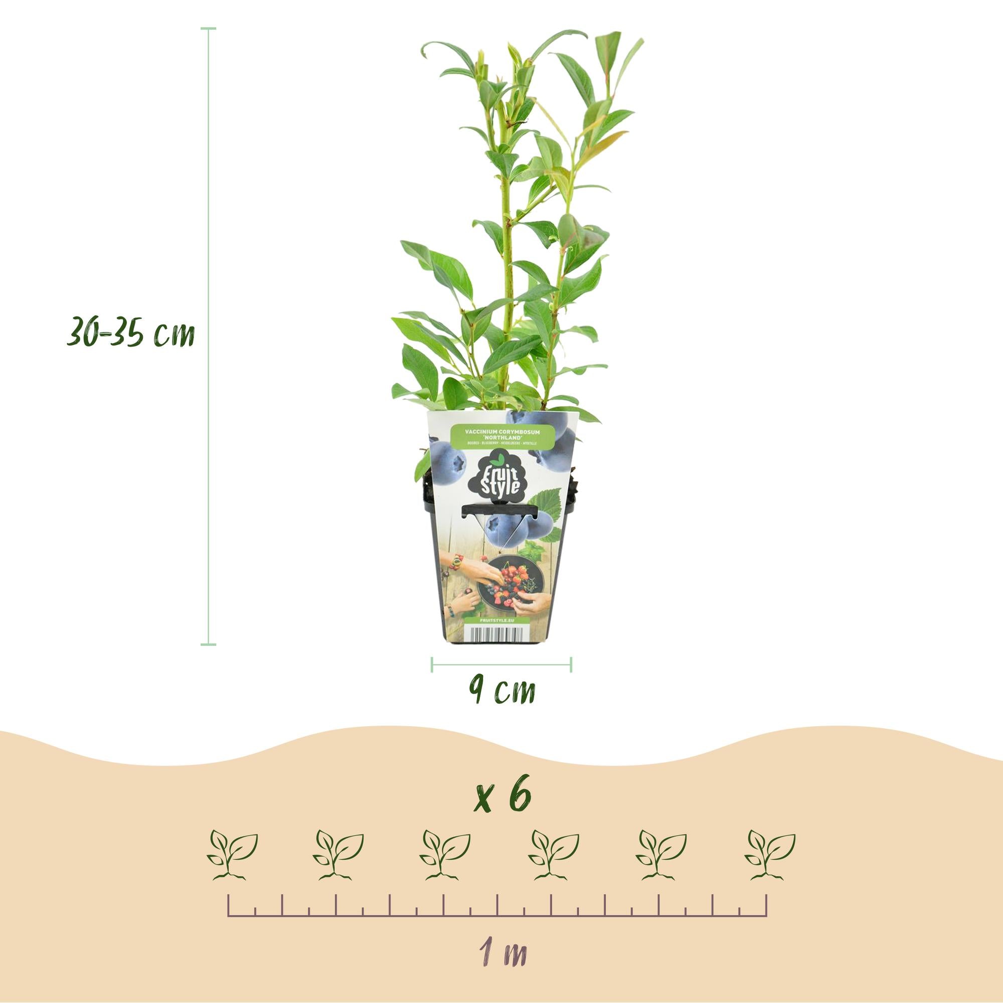 Blauwe Bes - Vaccinium corymbossum Northland - Winterhard - 3 Planten -Pot 9 cm - Blauwe Bes