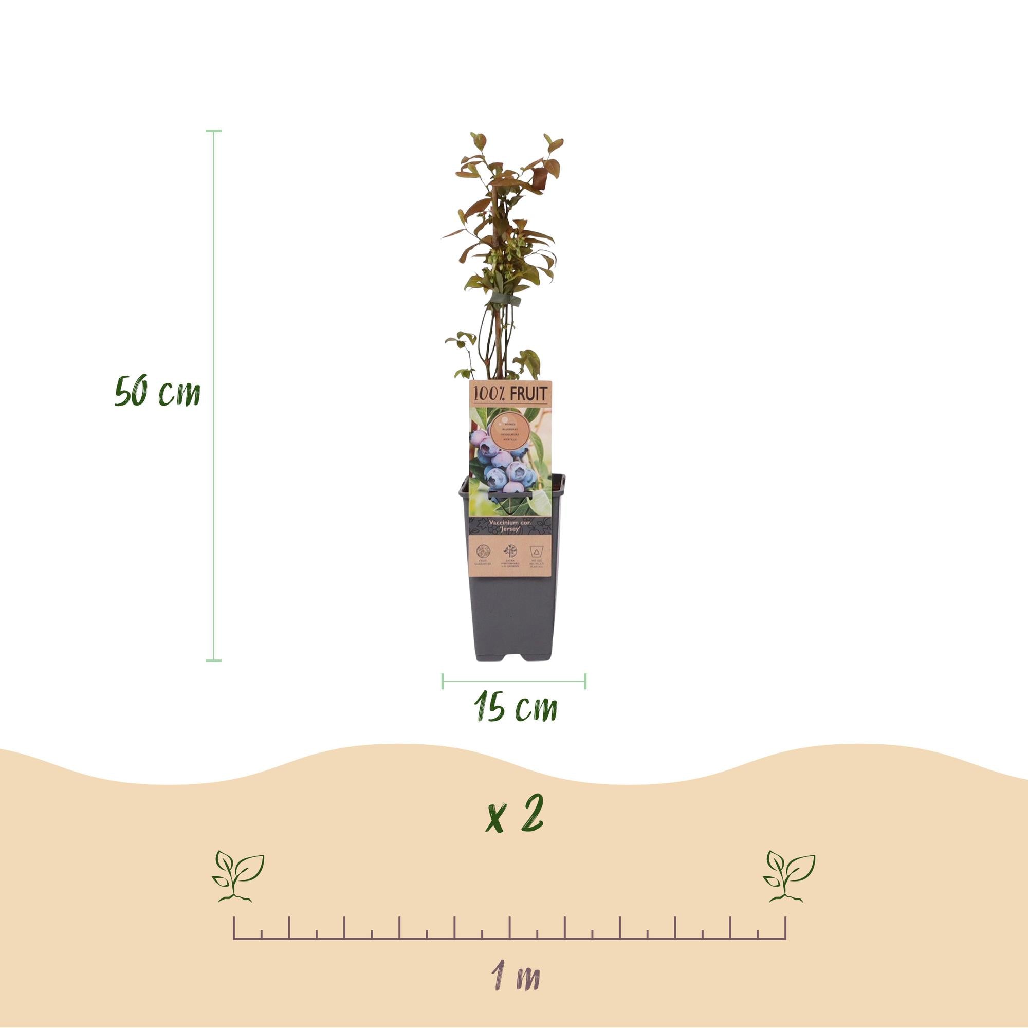Vaccinium corymbosum Jersey - Bosbes - Winterhard - Blauwe Bes - 2 Planten - Pot 15cm - Hoogte 50cm