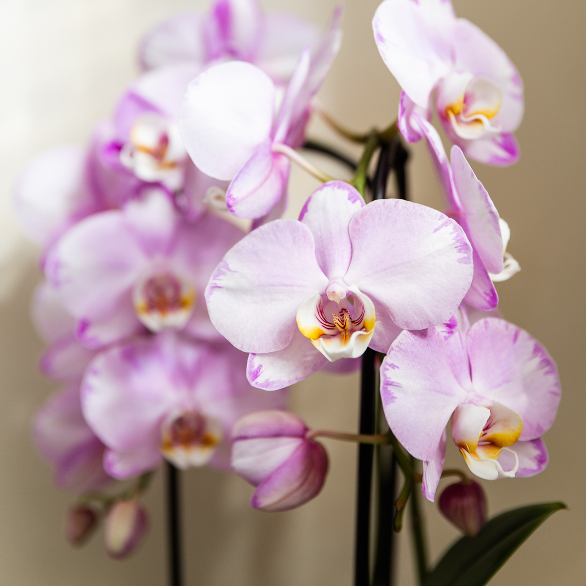 Kolibri Orchids | Roze Niagara Falls orchidee 12cm met Mesh White sierpot – vers van de kweker
