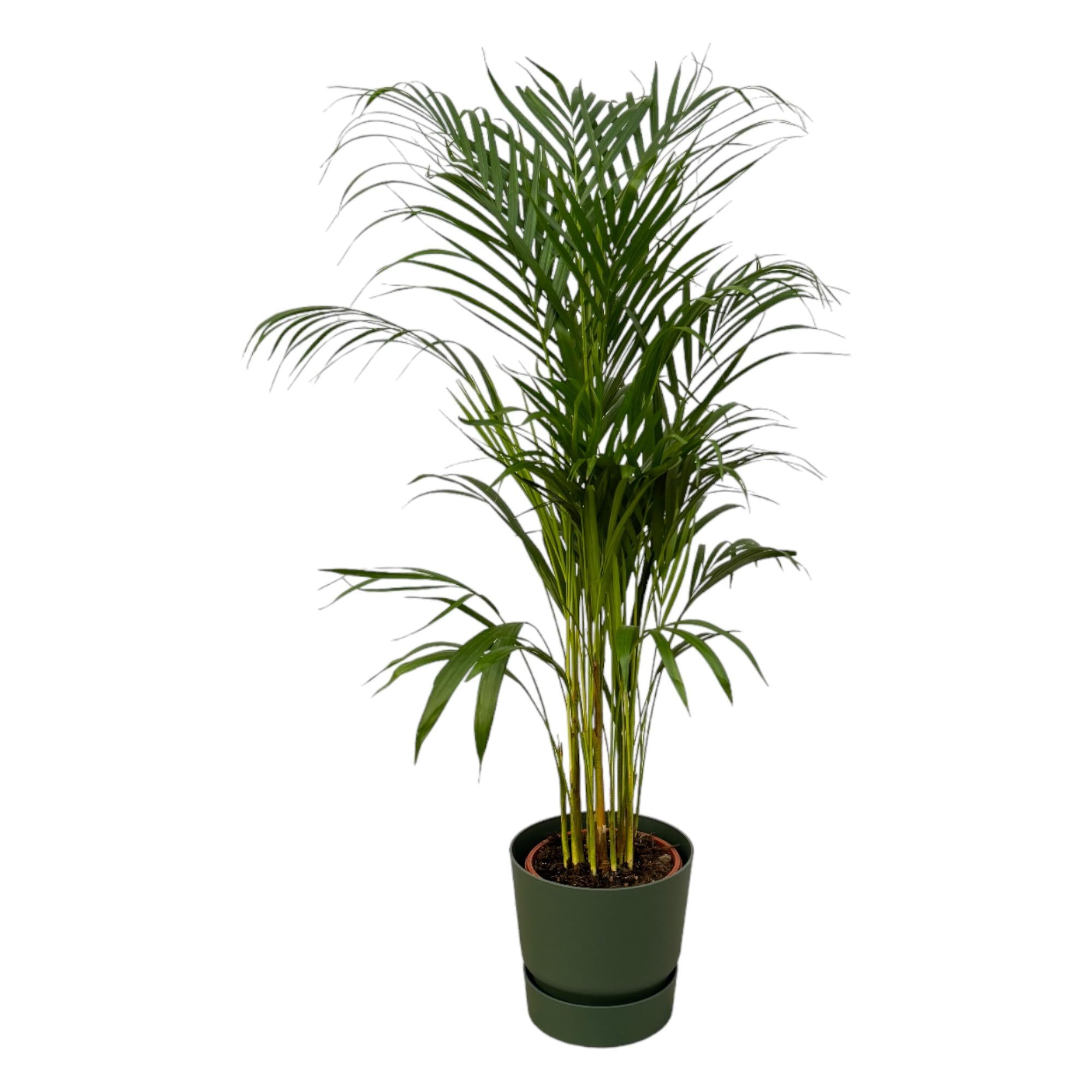 Areca-Palme - ↨110 cm - Ø21 cm inklusive elho Greenville Rundgrün D24xH23