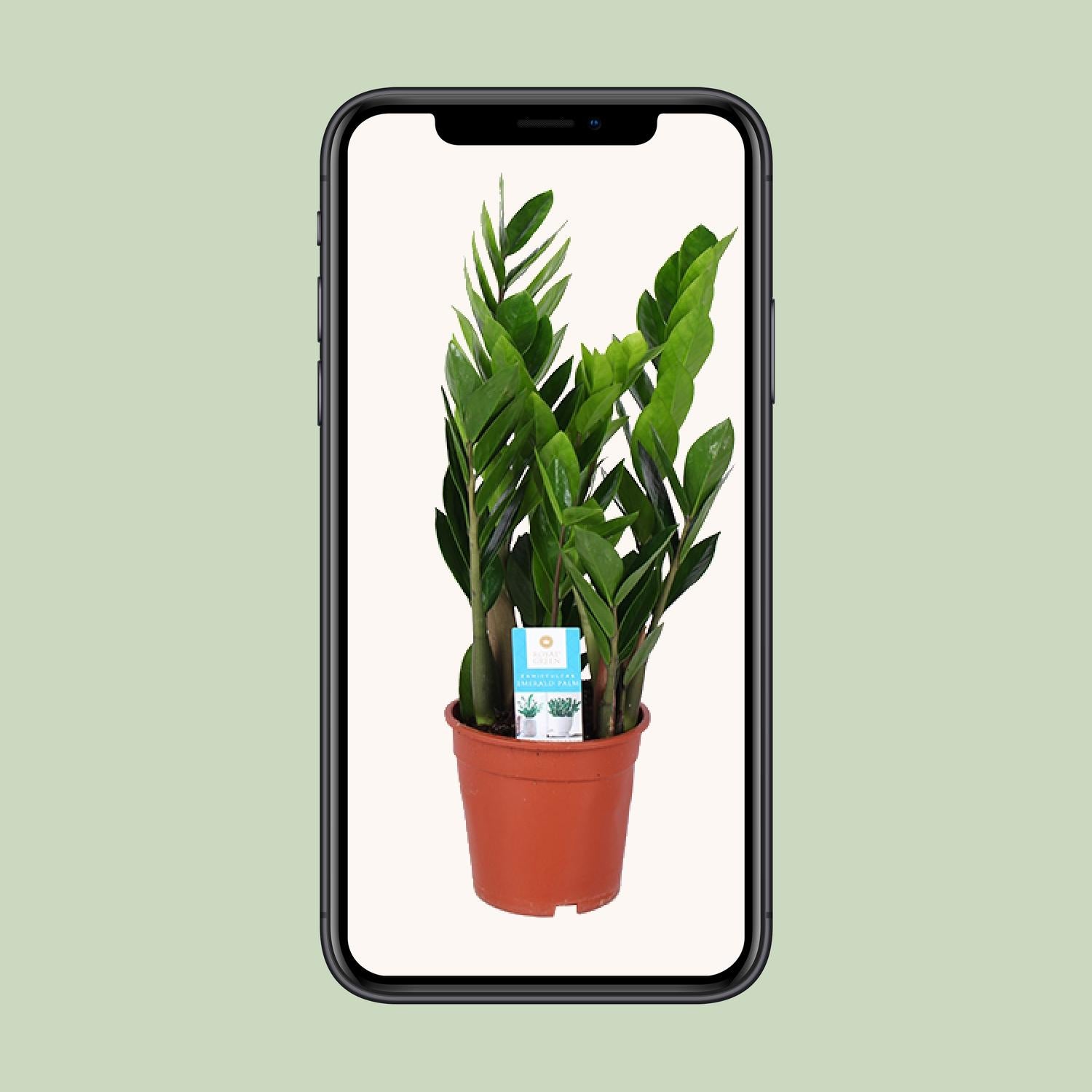 Zamioculcas Zamiifolia - Ø17 cm - ↕60 cm