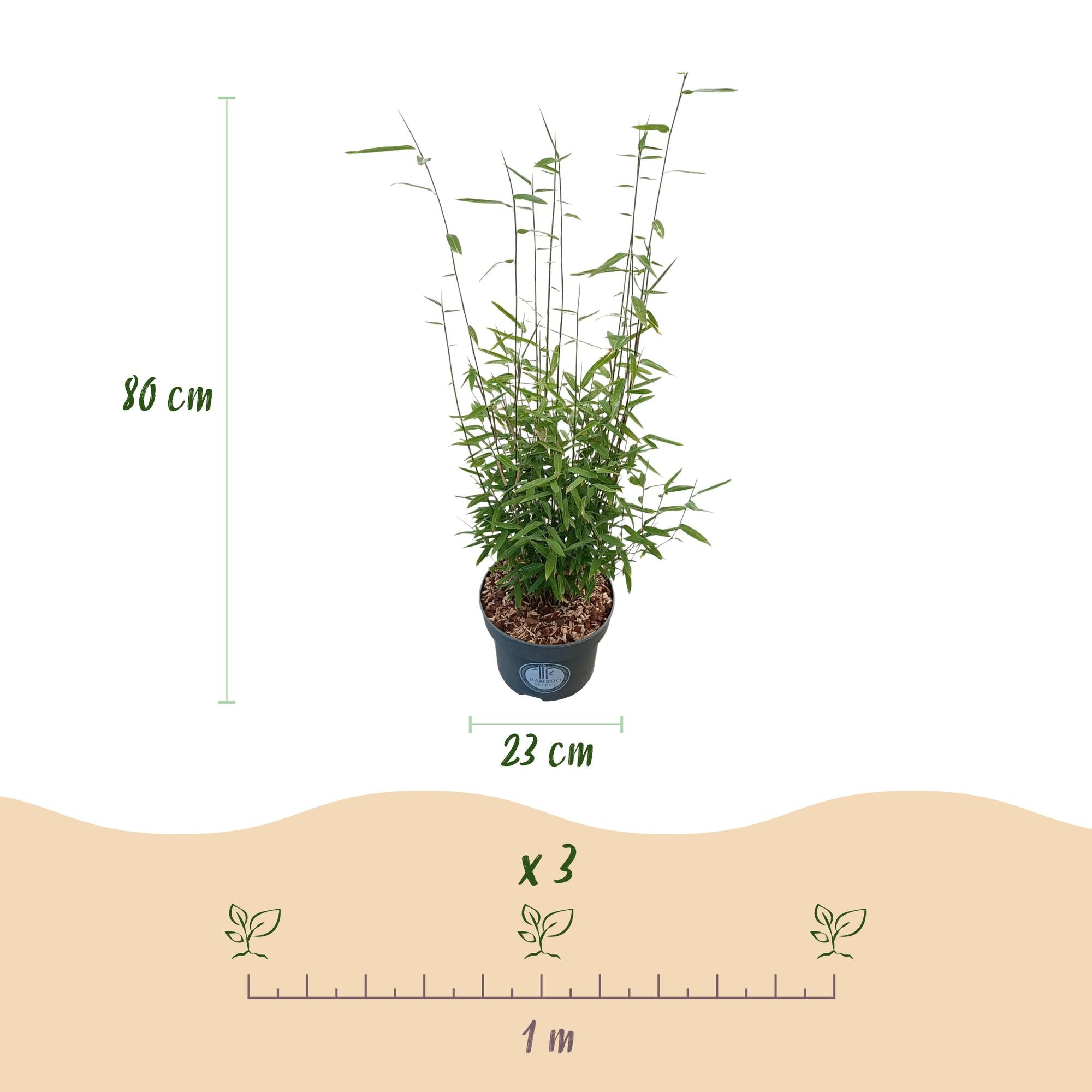 Fargesia nitida Black Dragon - Niet Woekerende Bamboe - Bladhoudend - Groen - 2 Planten - Pot 23 cm - Hoogte 80 cm