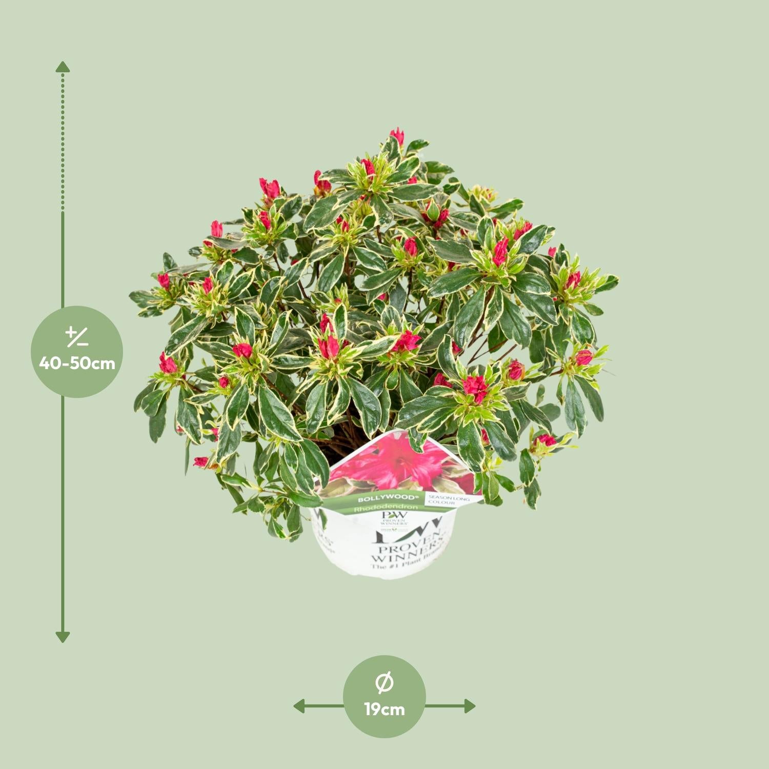Rhododendron 'Bollywood' - Ø19cm - ↕30cm