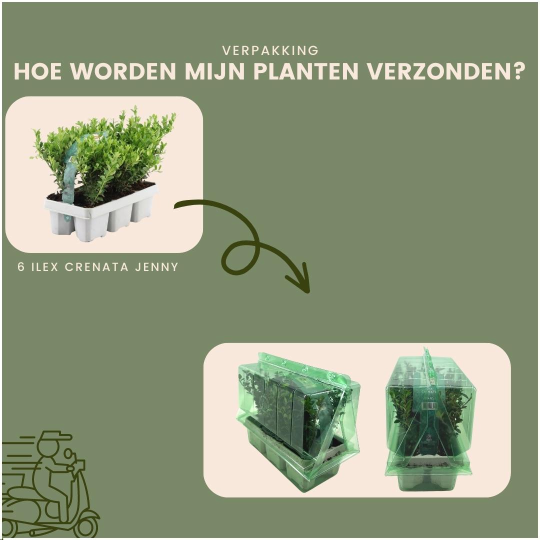 Ilex crenata 'Jenny' - 6 x Ø7 cm - ↕15 cm - 6 pack