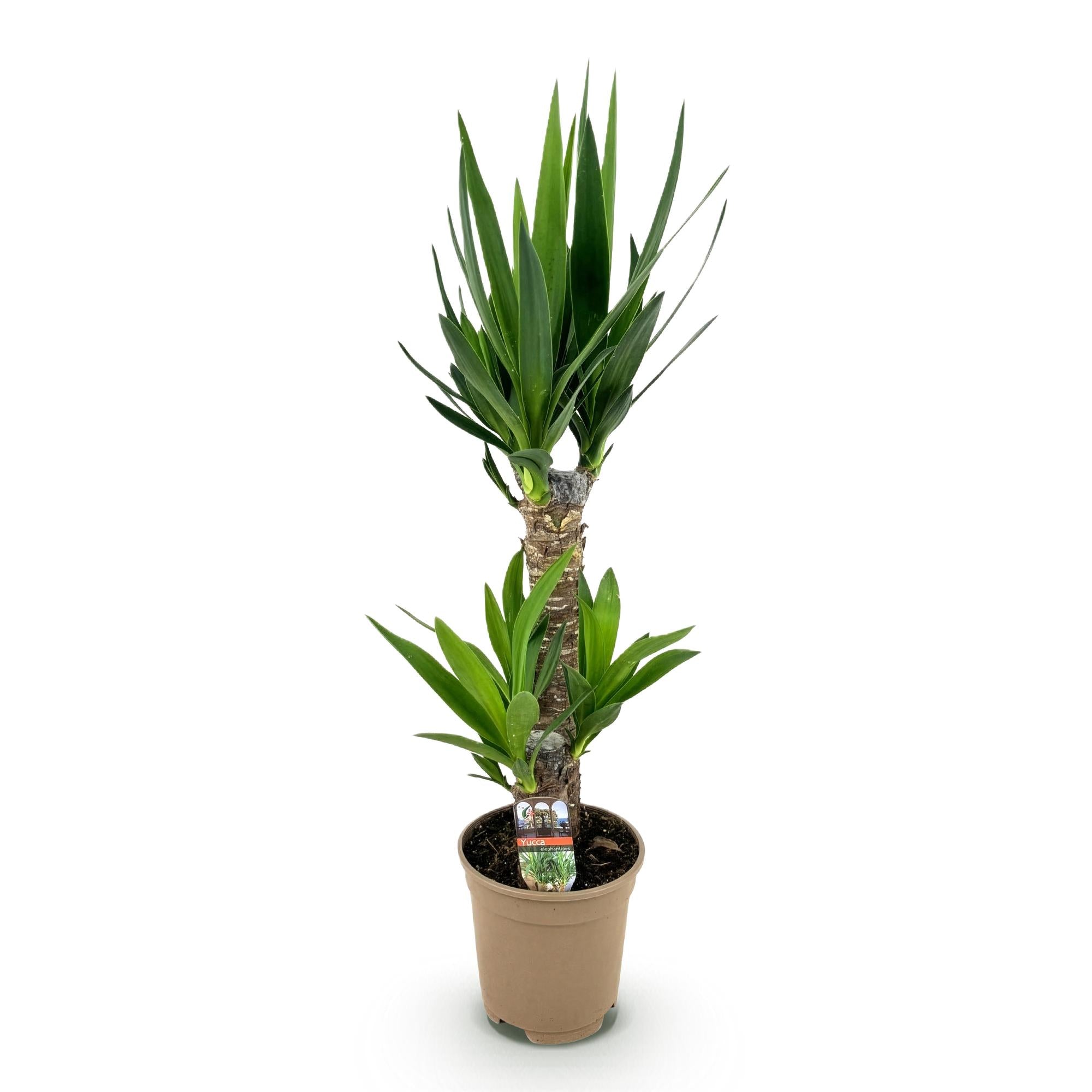 Yucca elephantipes - Weinig onderhoud - Groen - 1 - Pot 17cm - Hoogte 75cm