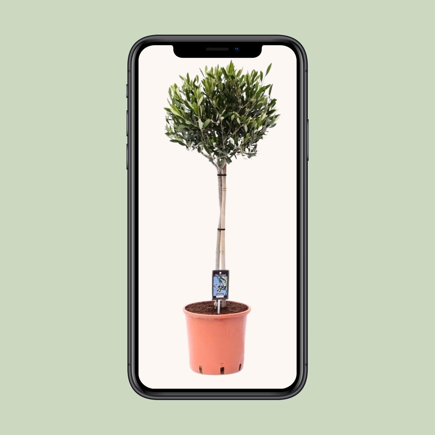 Olea Olivo - Ø22cm - ↕100cm