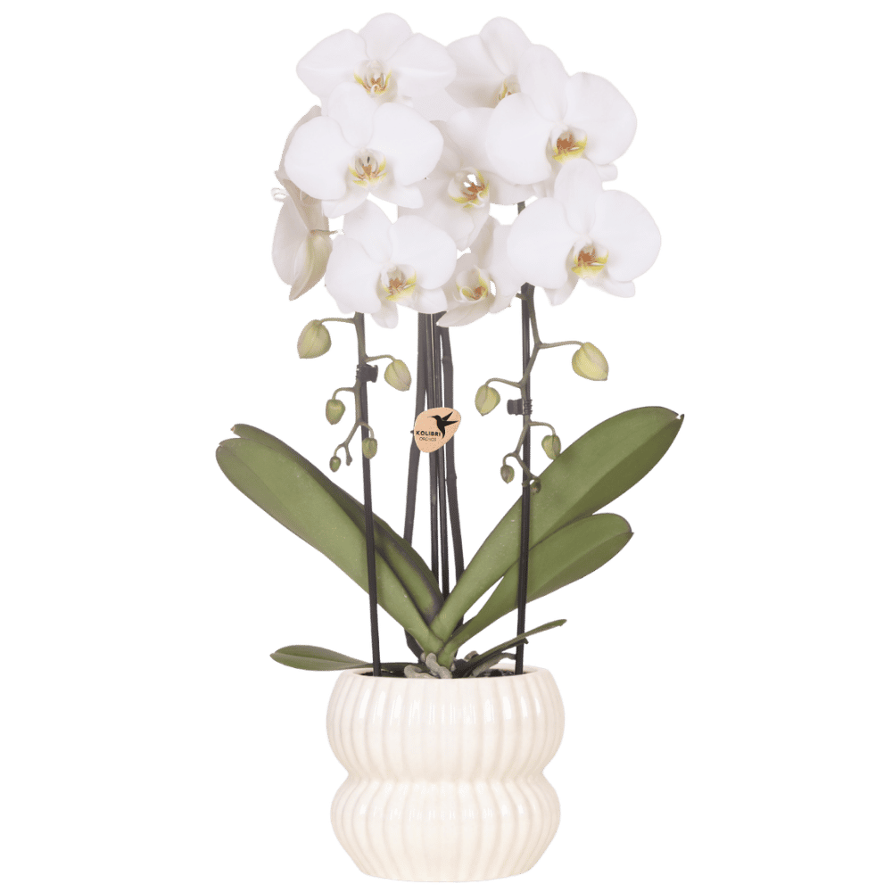 Kolibri Orchids | Witte Niagara Falls orchidee + Horizon sierpot wit – potmaat Ø12cm