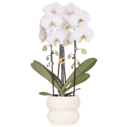 Kolibri Orchids | Witte Niagara Falls orchidee + Horizon sierpot wit – potmaat Ø12cm