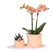 Kolibri Orchids | Gift set Optimism small peach | Green plant with orange Phalaenopsis orchid in candy decorative pots on white organic tray