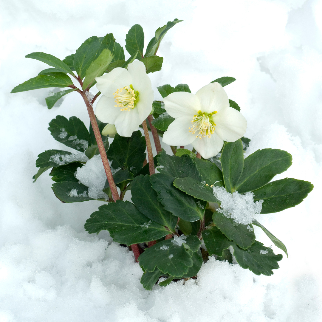 Helleborus niger ‘Christmas Carol’ – Set van 24 Kerstrozen (4 x Sixpack)